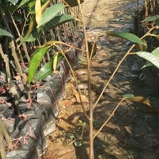 白沙县猫山王榴莲苗 营养价值高。