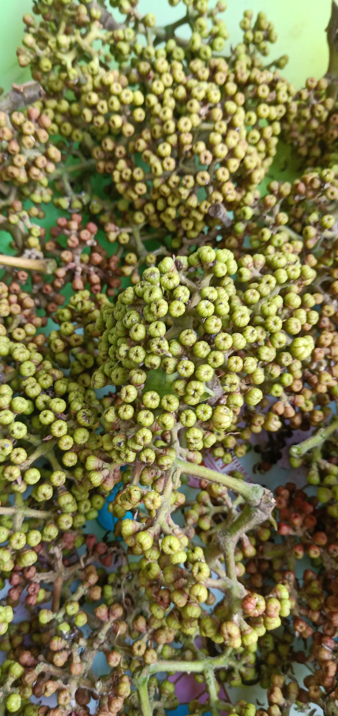  百年老树生长的天然吴茱萸中小统货