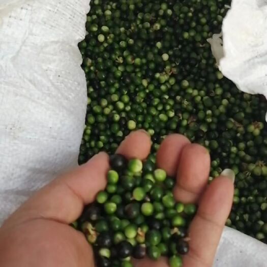 沭阳县中药麦冬草 新采麦冬草种子