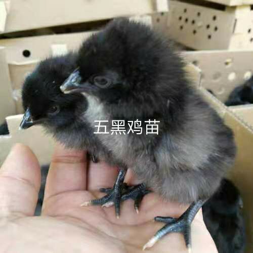 高州市 五黑鸡苗