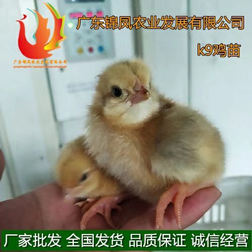 高州市 K9肉鸡苗