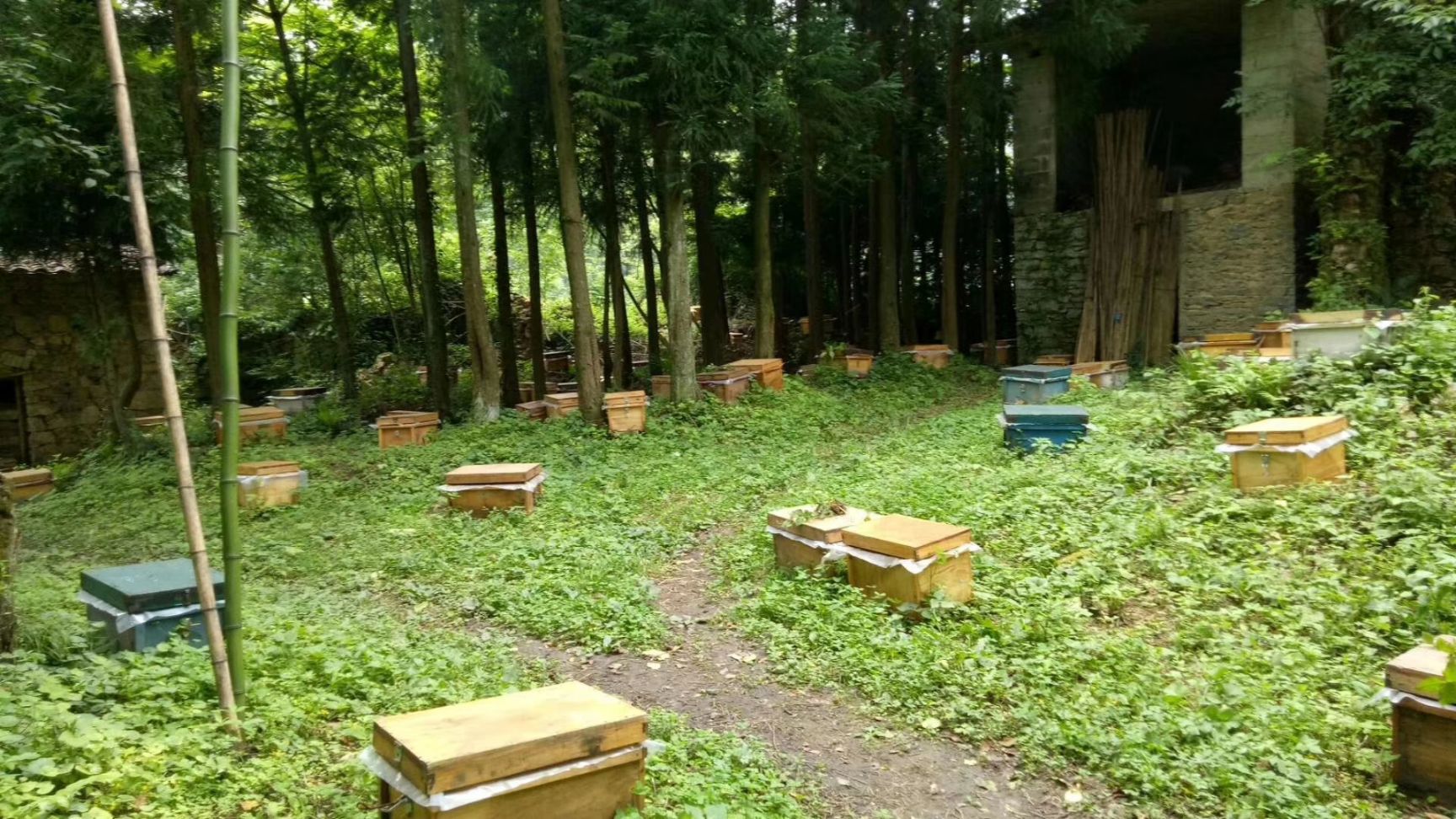  土蜂蜜