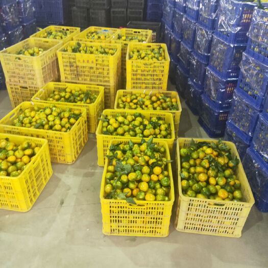 江永县蜜桔 蜜橘大量上市