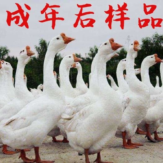 南宁 大白鹅苗