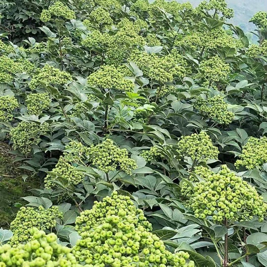 柳城县吴茱萸苗  吴茱萸根生苗