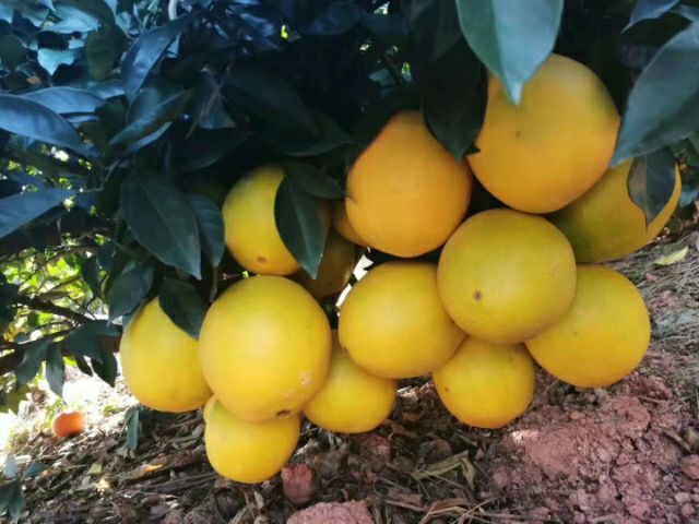 会昌县 赣南脐橙。兴业果业。
