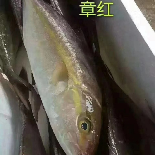 深圳章红鱼 章红