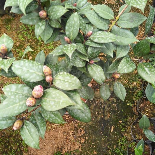 漳平市 盆栽茶花，已结花苞