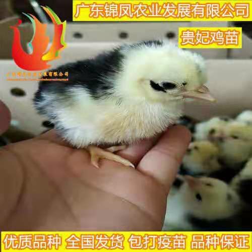  贵妃鸡苗