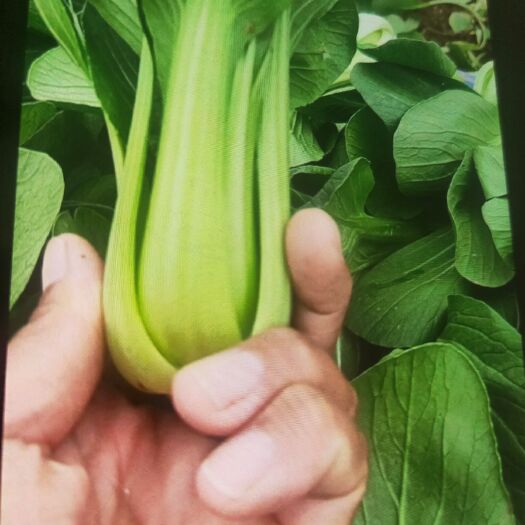 曹县 精品油菜小棵菜