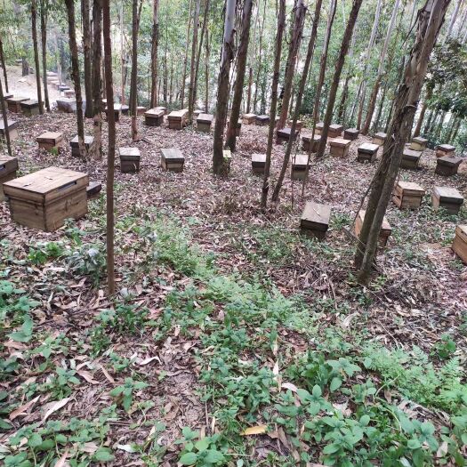 横州市中华蜜蜂