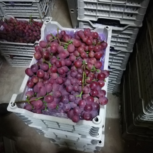 瓦房店市玻璃翠葡萄 1.5- 2斤 5%以下 2次果