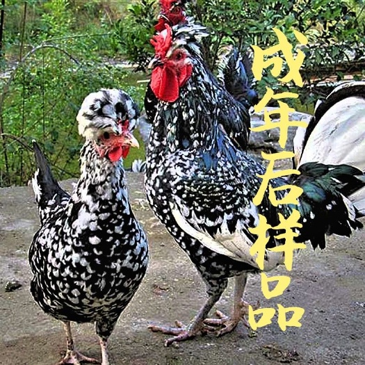 南宁 贵妃鸡苗