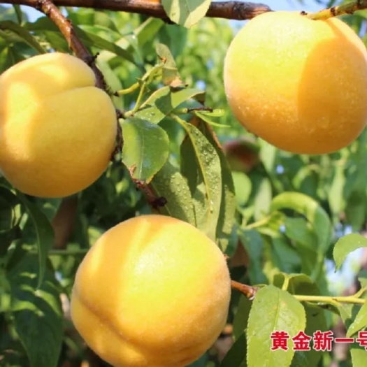 砀山县黄金蜜0号桃苗  新黄一黄桃苗，6月初成熟，4两个头，甜肉黄桃，硬质桃，
