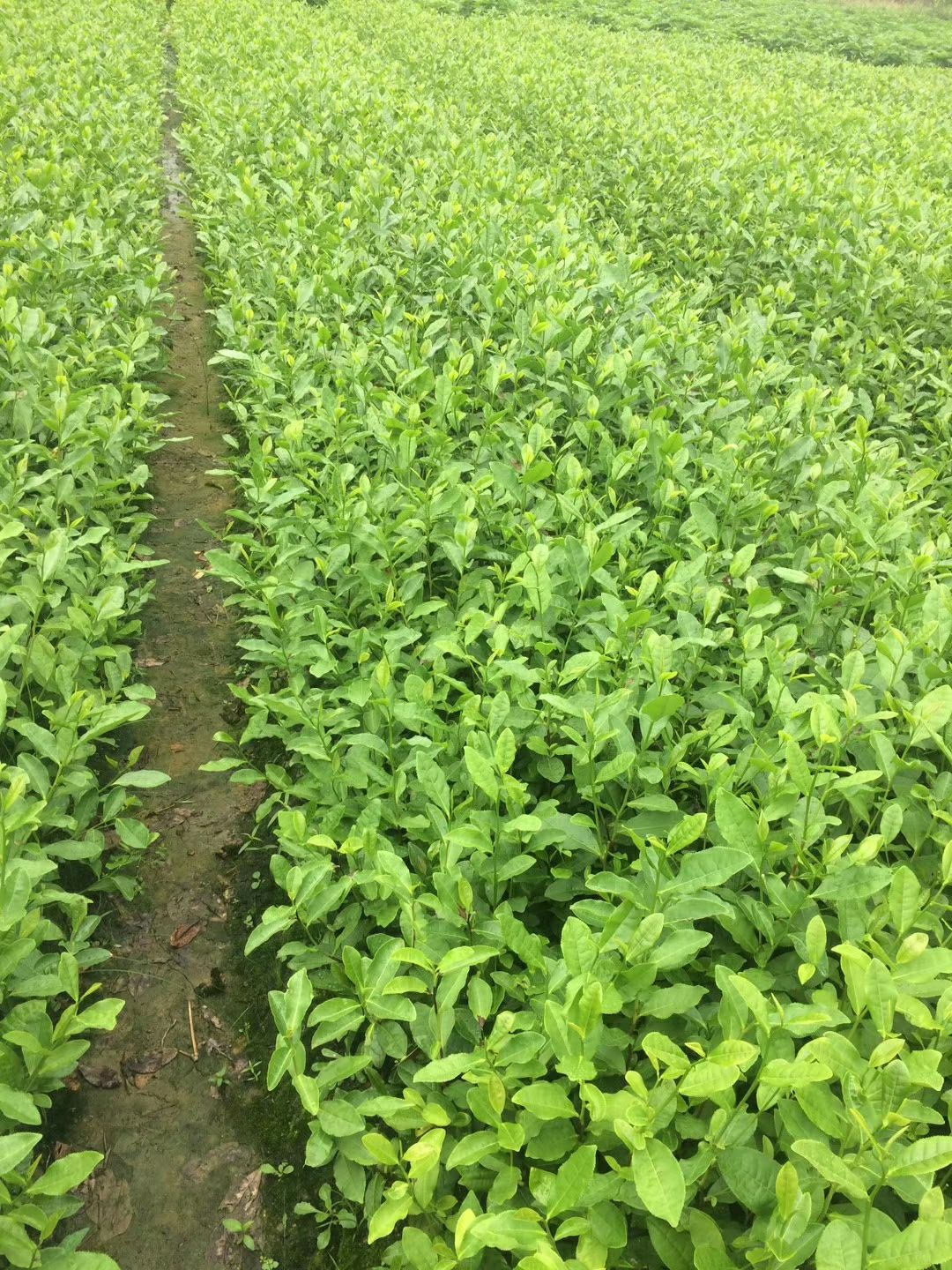 安吉白茶树苗 茶苗批发专业技术员辅导育苗（安吉白茶）存活率高