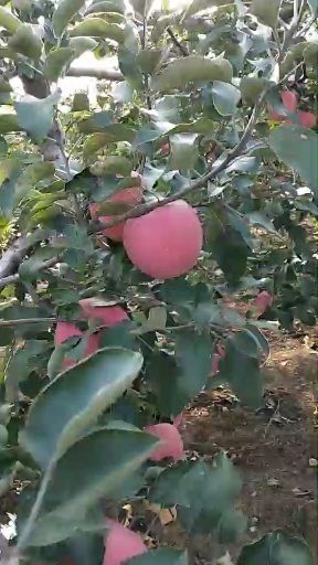 大石桥市 寒富苹果寻求各地老板长期合作