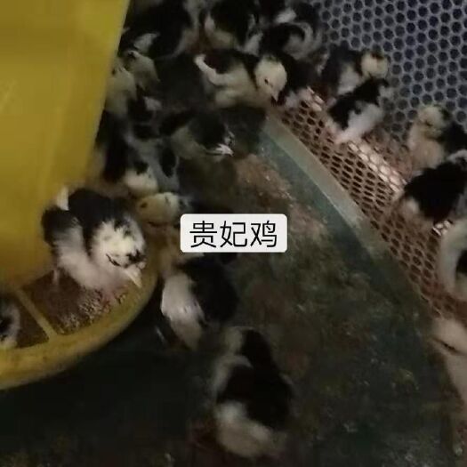 沭阳县贵妃鸡苗 价格优惠  体质好