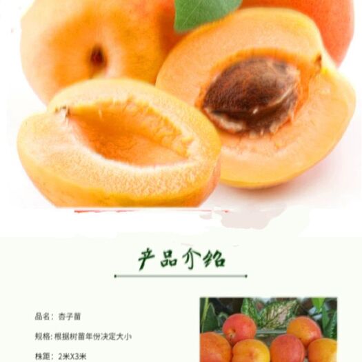 平邑县金太阳杏树苗 凯特，金太阳，珍珠甜杏