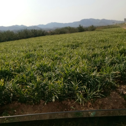 姜， 万亩姜山等你来，保证品质，欢迎各界老板
