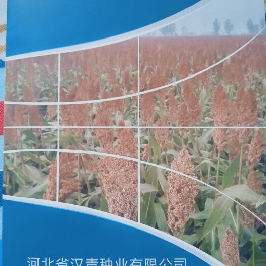 青县高粱种子 汉青种业现有育成高粱种二十余种，欢迎考察咨询