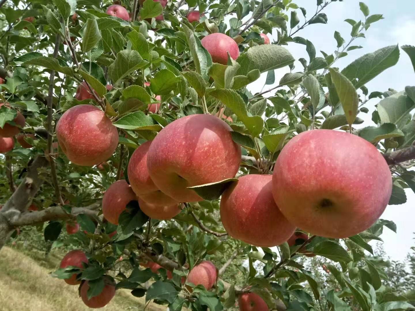 红富士苹果 光果富士大量上市了