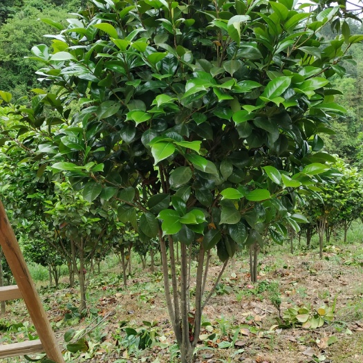 溆浦县茶花树 140cm以上