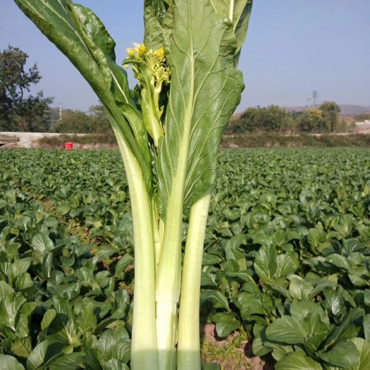 连州市迟菜心 货比三家，质量决定销量，自己种自己包装，诚信交易需要下单