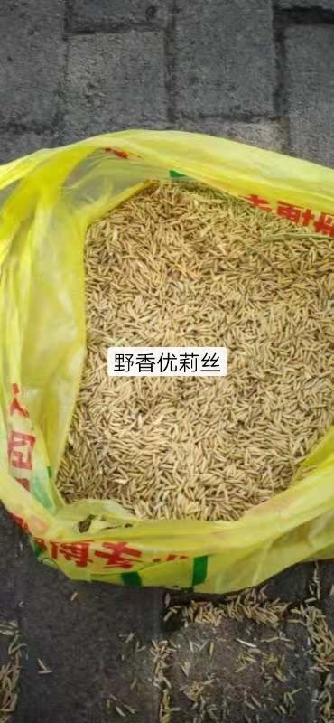 籼稻谷  中国好香稻油丝原种种植。