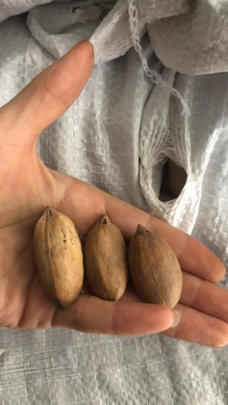 杭州 特级碧根果原料南非新货
