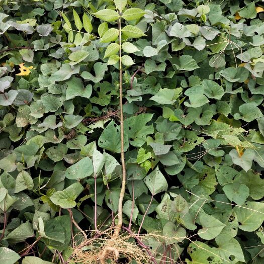 九江吴茱萸苗  《扶贫》中花 高产。包技术包回收。