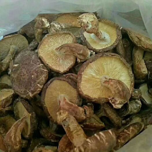 广州原木干香菇 香
