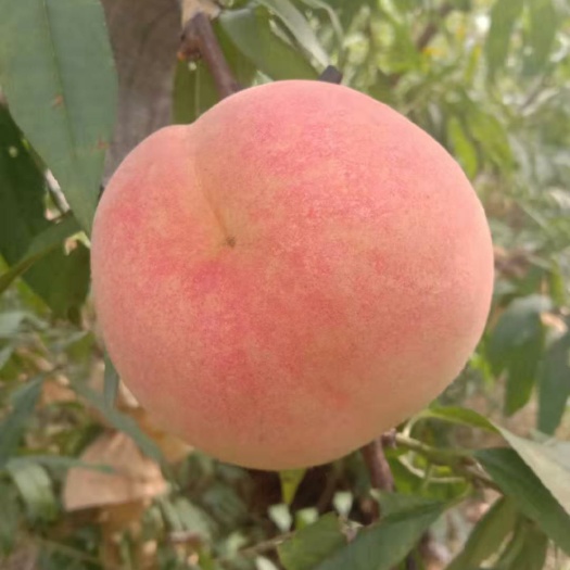 鄄城县 青桃蜜桃大量现货。
