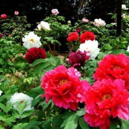民权县 芍药牡丹多头