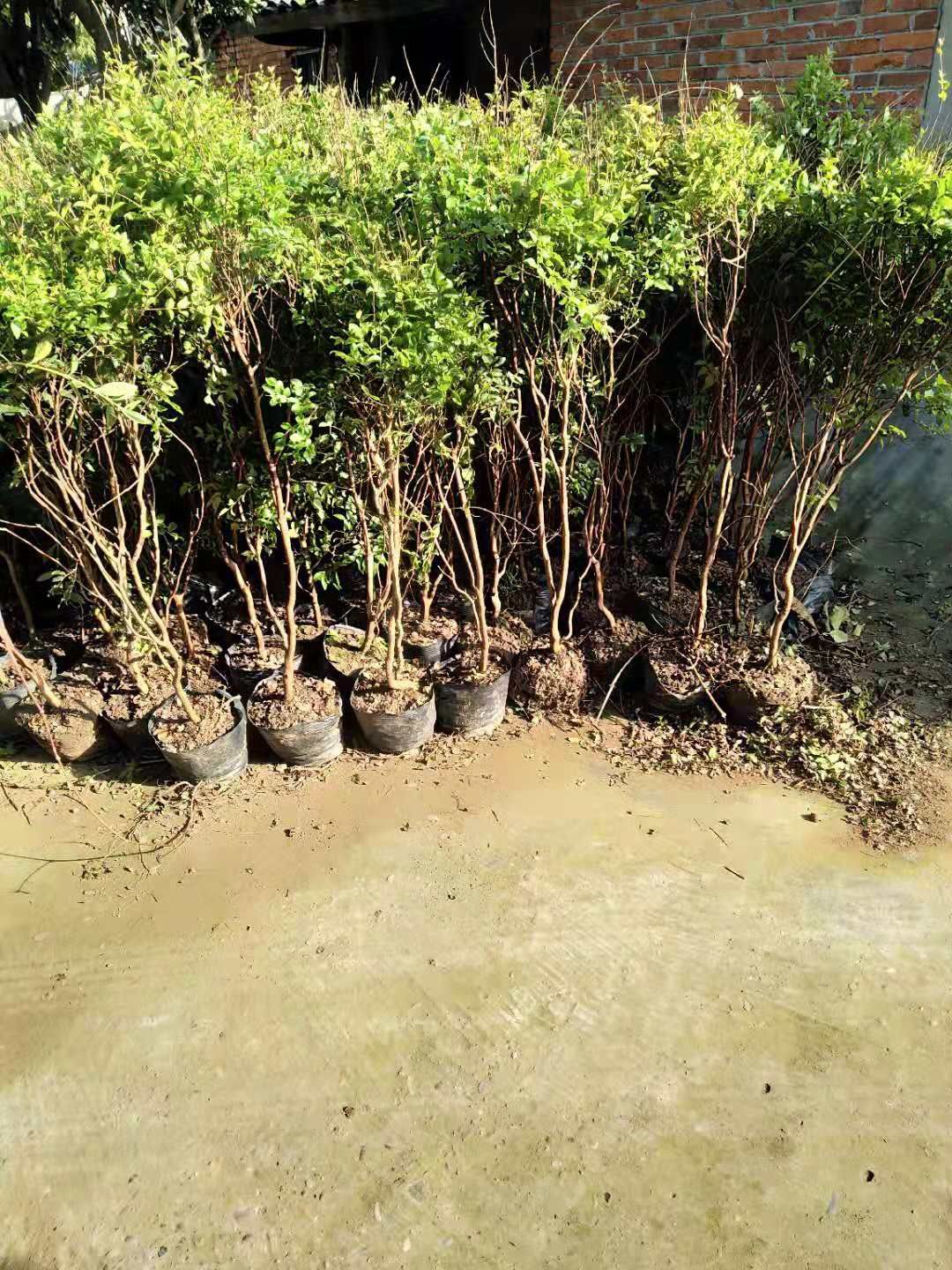 树葡萄苗 树葡萄（又称嘉宝果）