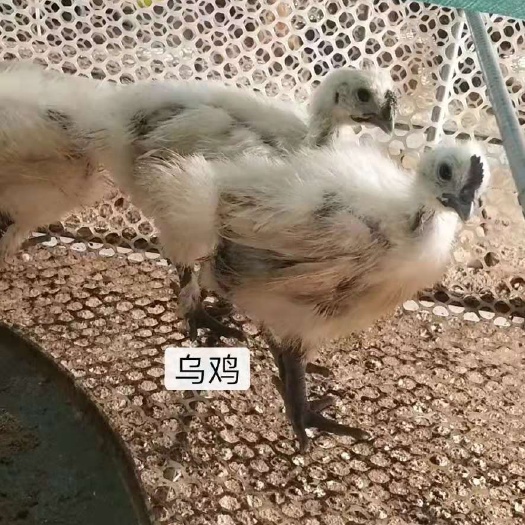 沭阳县 乌鸡 鸡苗好价格实惠