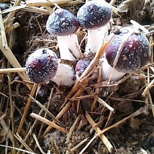 临沂 赤松茸，今天已开始预订了，
