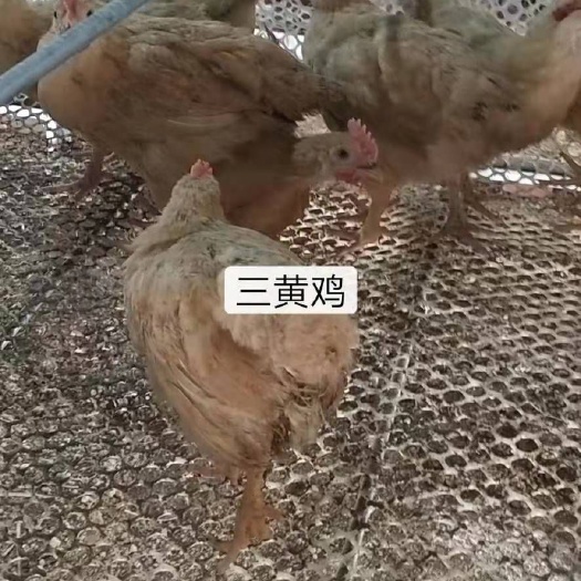 沭阳县三黄鸡苗 体质好价格实惠