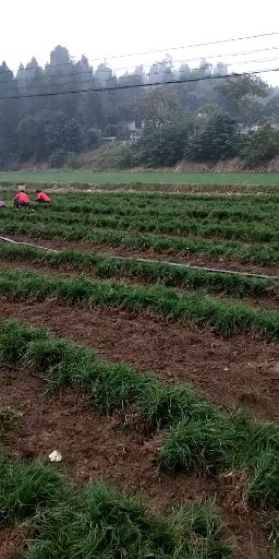 麦冬草基地直销，质量保证，免费技术指导，可开正规发票