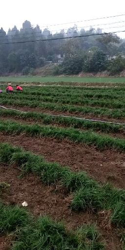 三台县麦冬草基地直销，质量保证，免费技术指导，可开正规发票