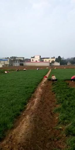 麦冬草基地直销，质量保证，免费技术指导，可开正规发票
