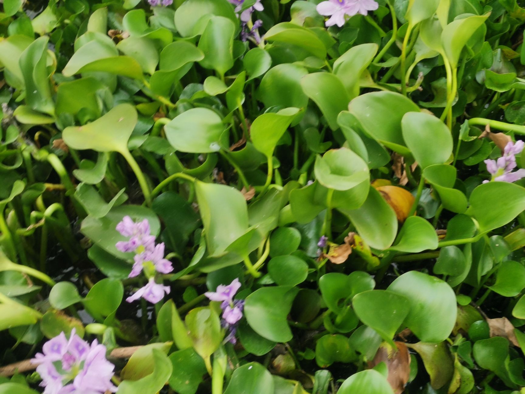 梭鱼草 雨久花 梭鱼草基地  梭鱼草批发 梭鱼草价格