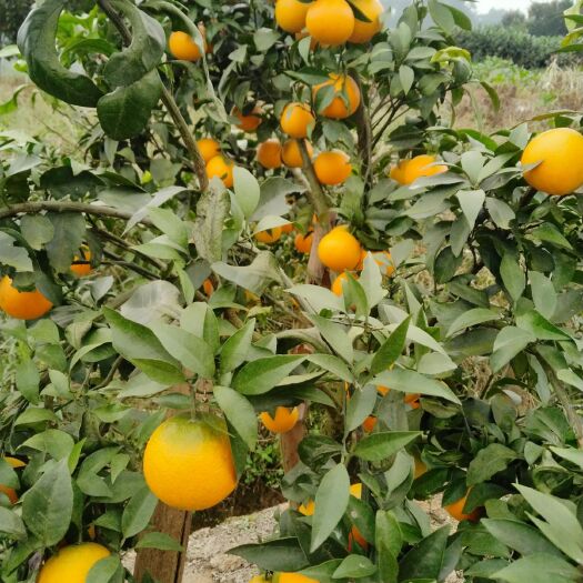 邛崃市爱媛38号柑桔 爱媛柑橘已成熟，正在热卖中，又红又漂亮，皮薄肉多，化渣纯甜！