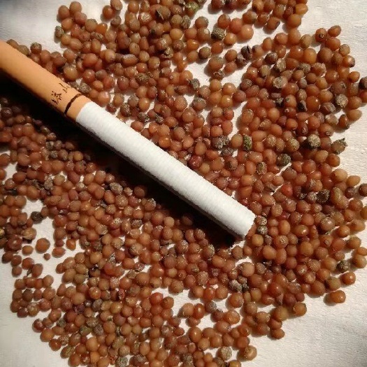 襄汾县鸡头黄精 鲜货，干货大量货源出售