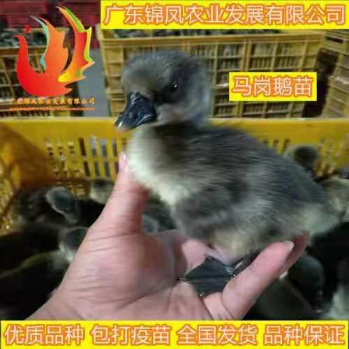 高州市 马岗鹅苗