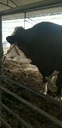 昆明 夏洛莱牛西门塔尔牛海福特牛安格斯牛花牛