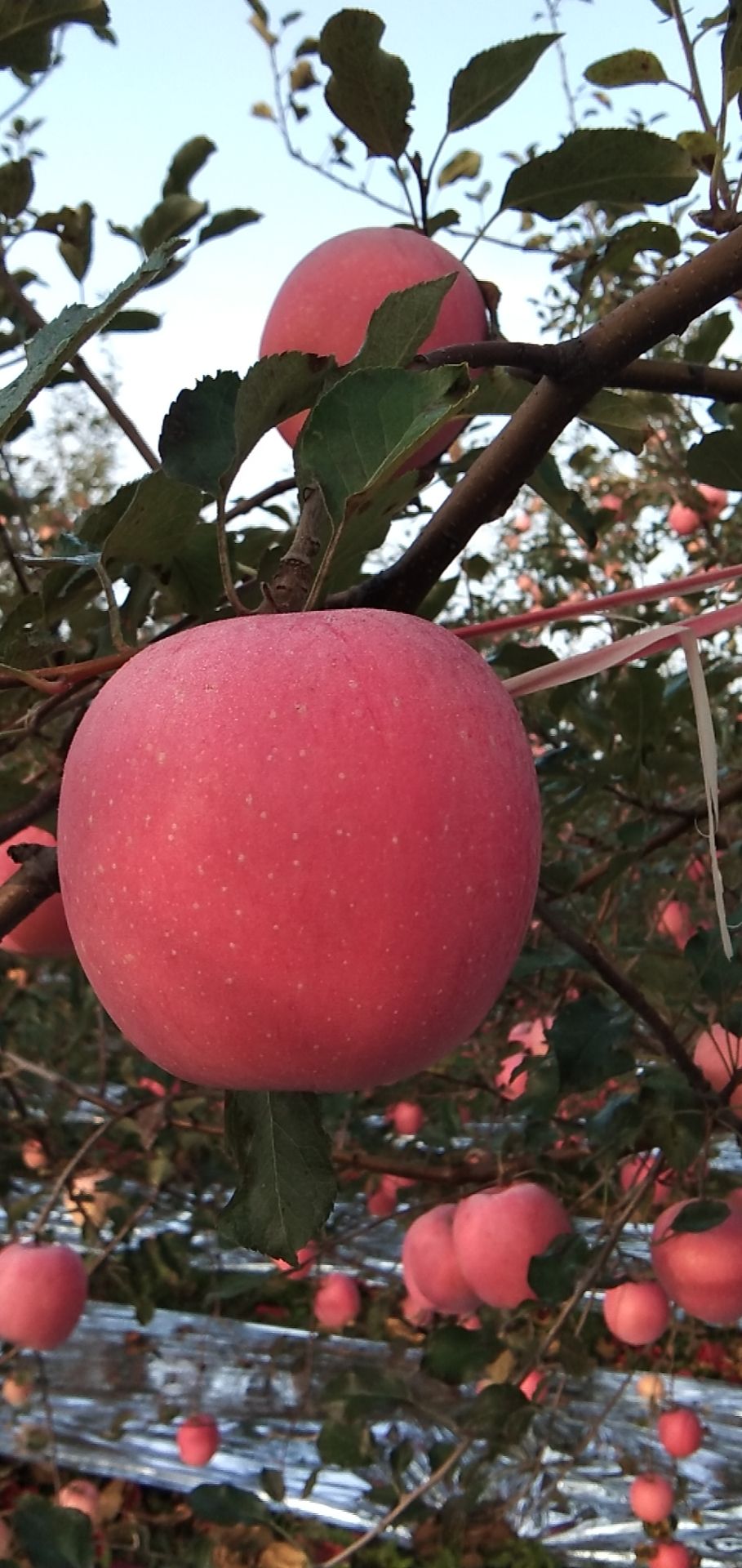 白水苹果亿万人民的口福