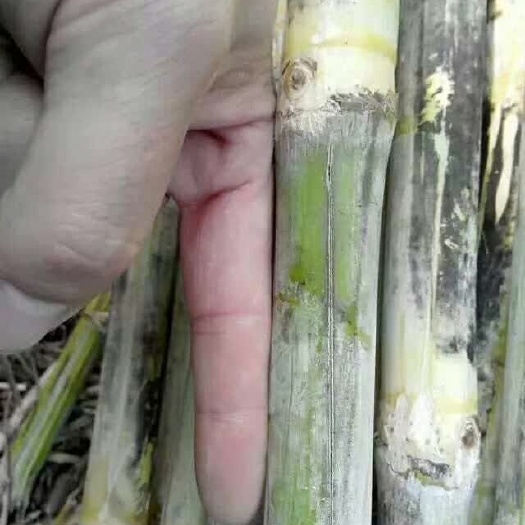 乐平市 红糖含有95%左右的蔗糖，保留了较多甘蔗的营养成分，也更加容