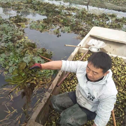 邳州市大青菱 两角菱