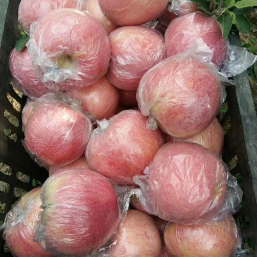 临猗县红富士苹果 🍎75中果，24个左右😋