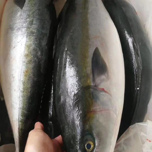 深圳黄尾鲴 黄尾鰤  澳洲